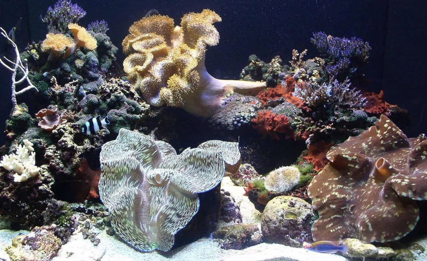 Seattle Aquarium · 2