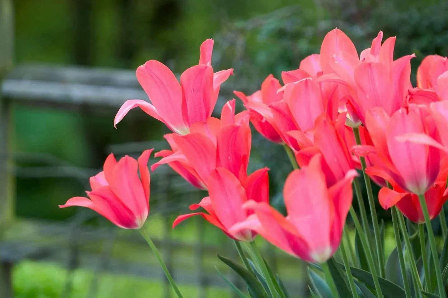 Jardines Streissguth · 2