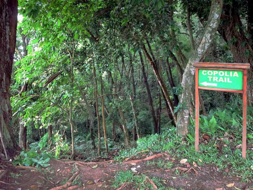 Trilha de Copolia