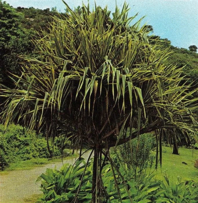 Nationale Botanische Gärten der Seychellen