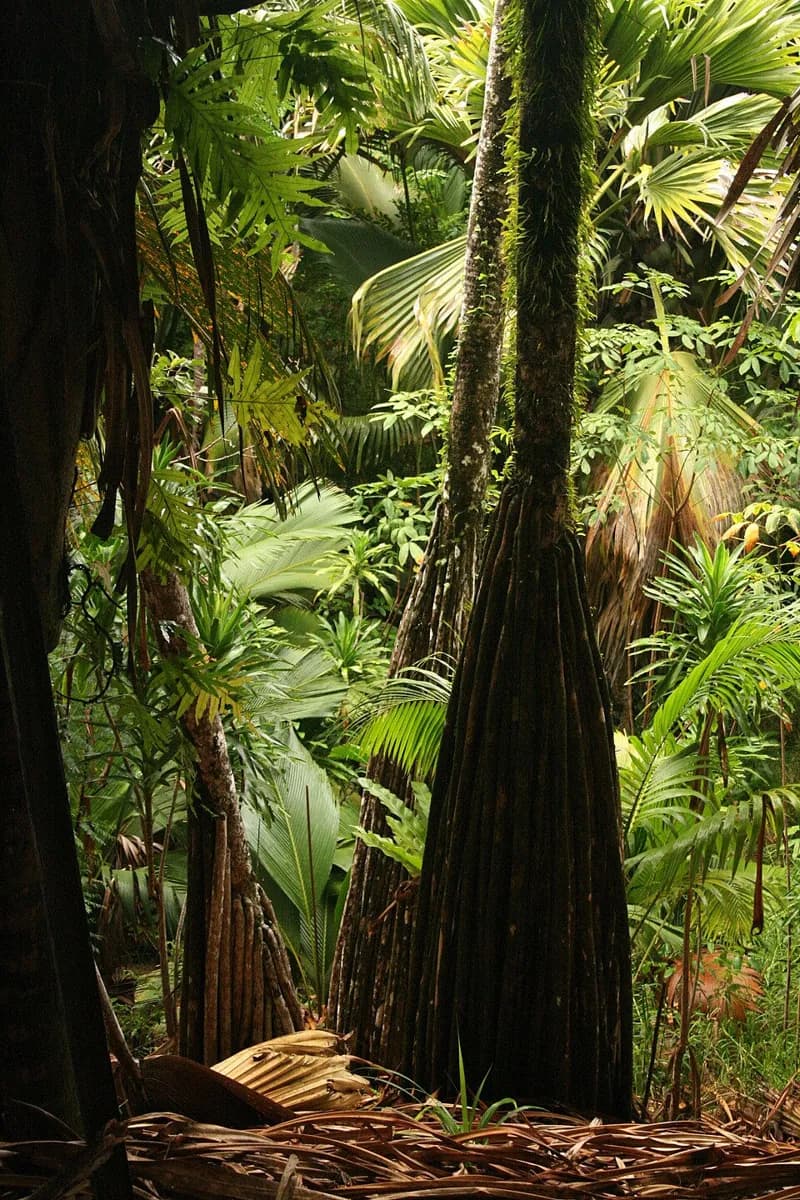 Vallée de Mai
