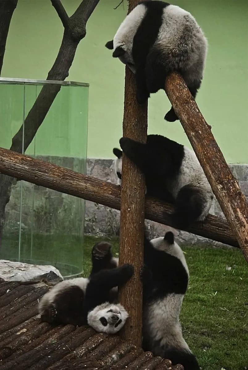 Шанхайский зоопарк · 2