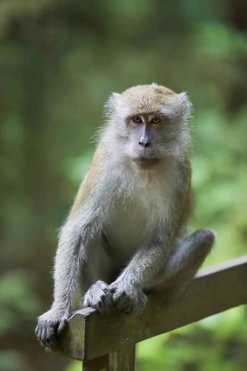 Reserva Natural Bukit Timah · 2