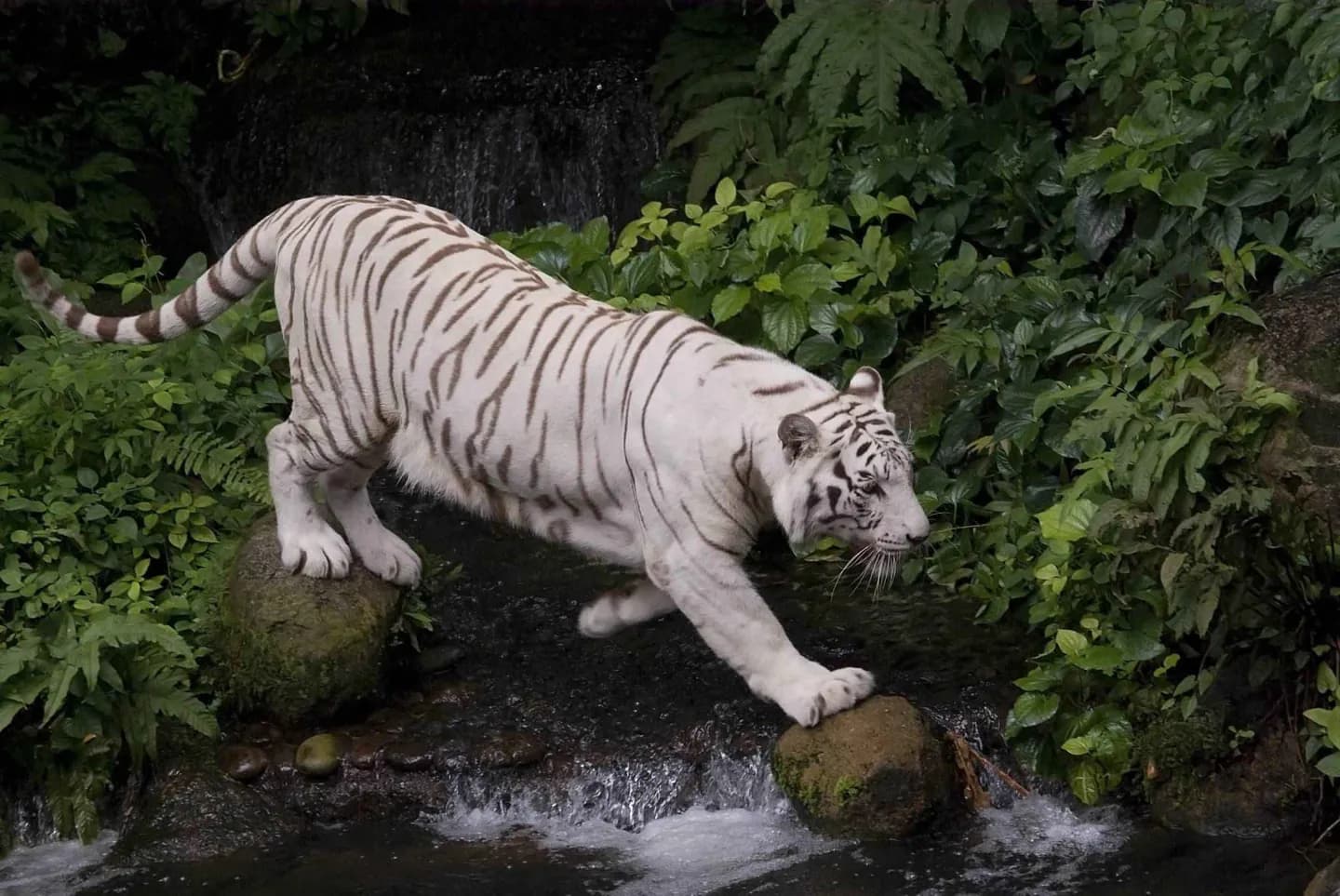 Zoológico de Cingapura