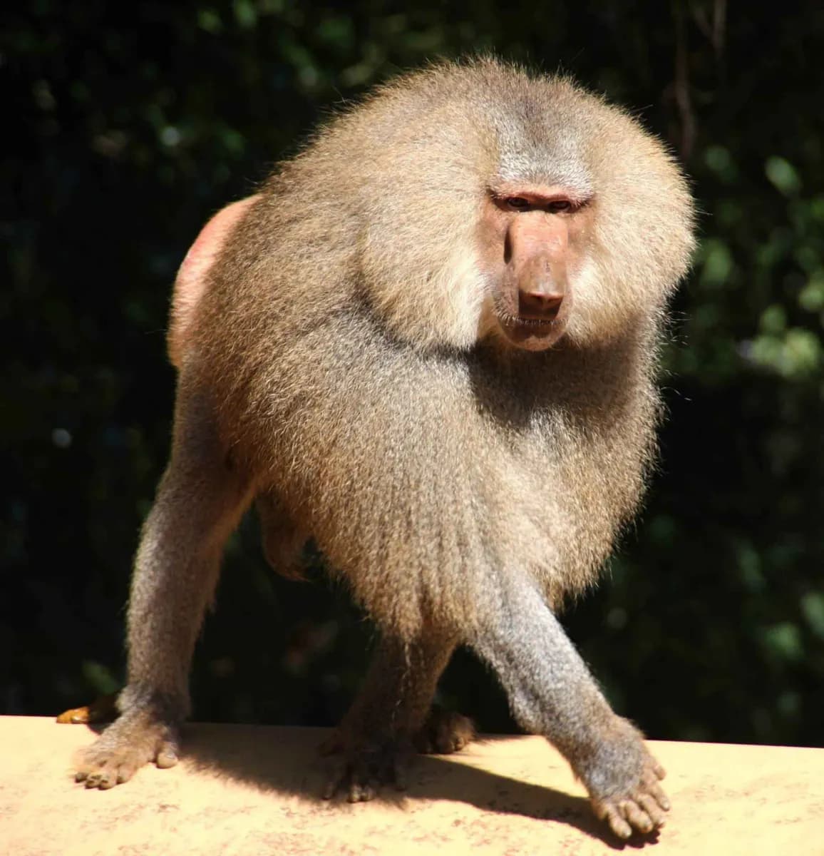 Zoológico de Cingapura · 2