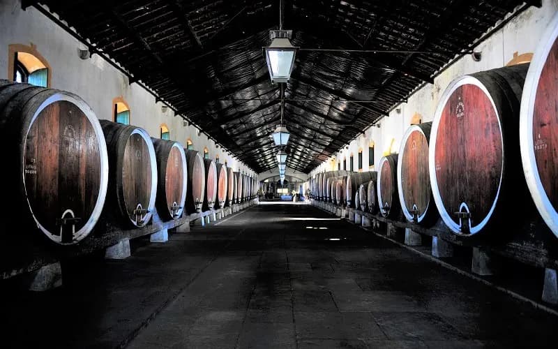 Cave à vin régionale de Colares