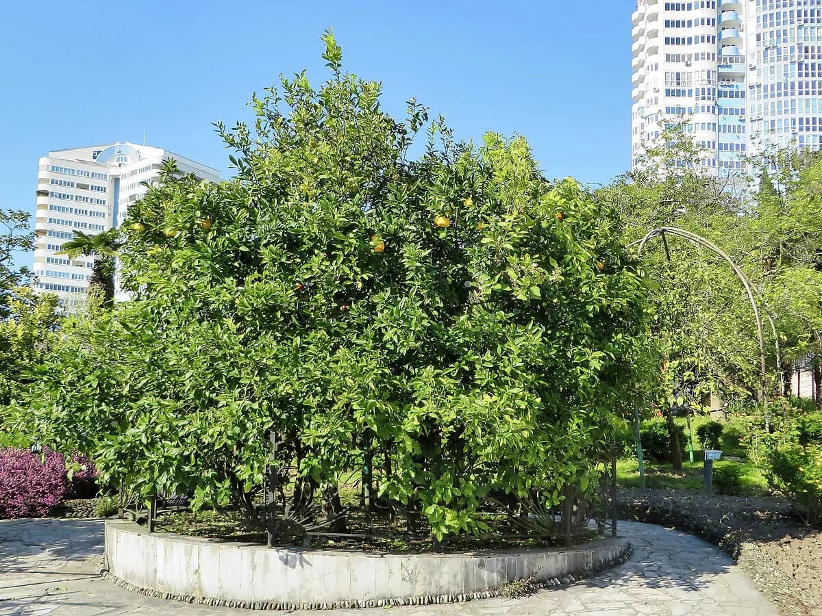 Friendship Tree Garden