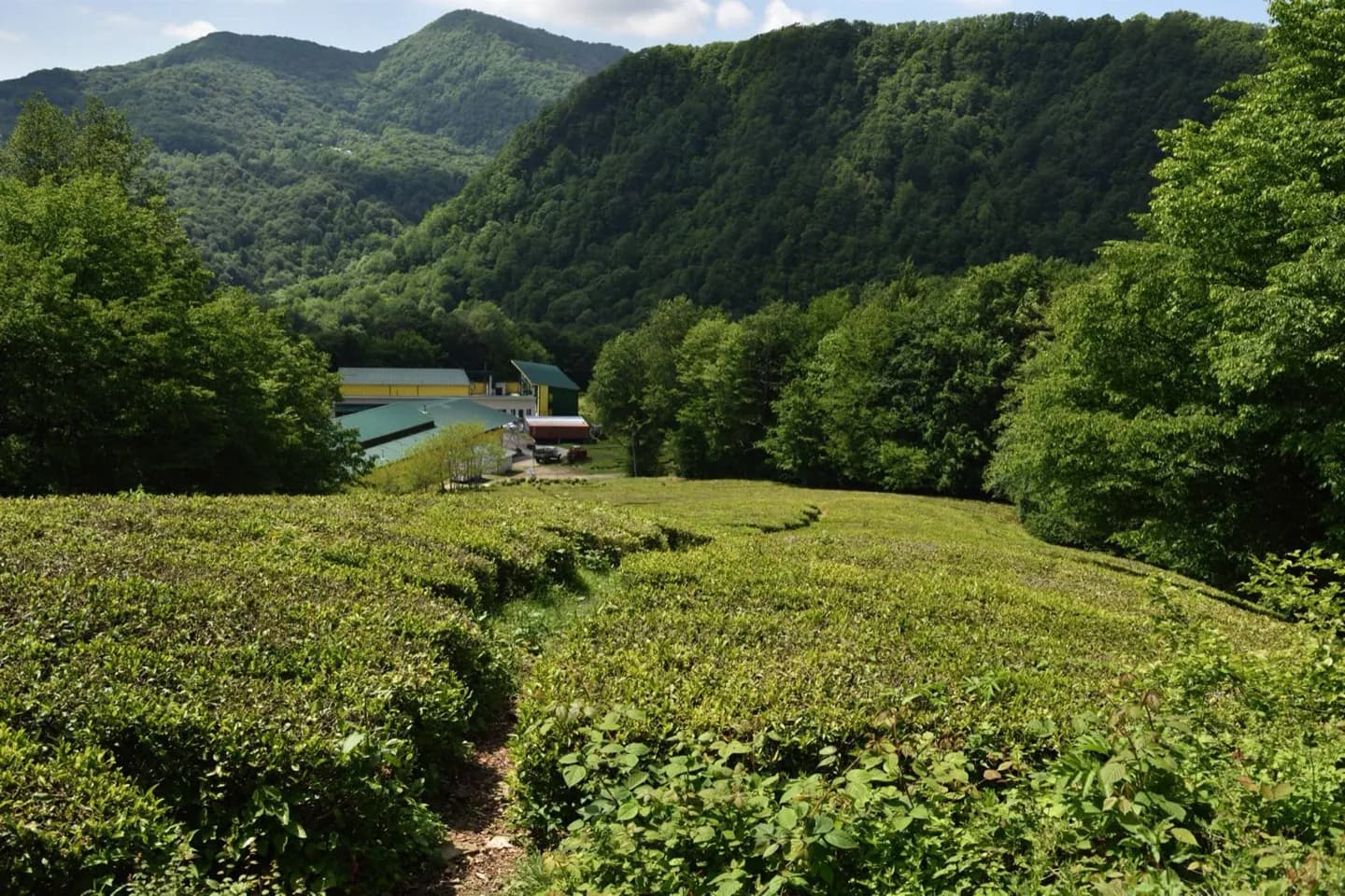 Perché Il Tè Cresce Vicino A Sochi · 2