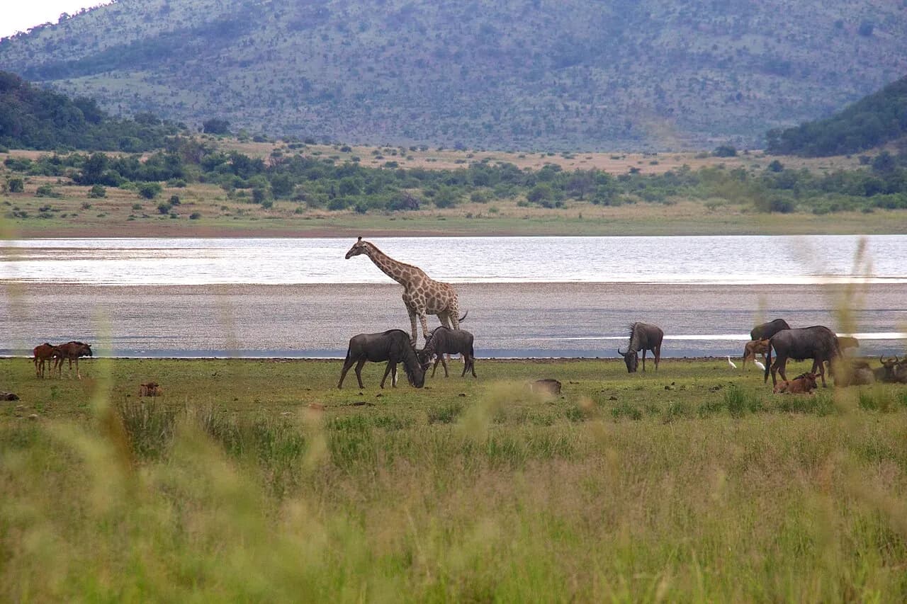 Nationalpark Pilanesberg