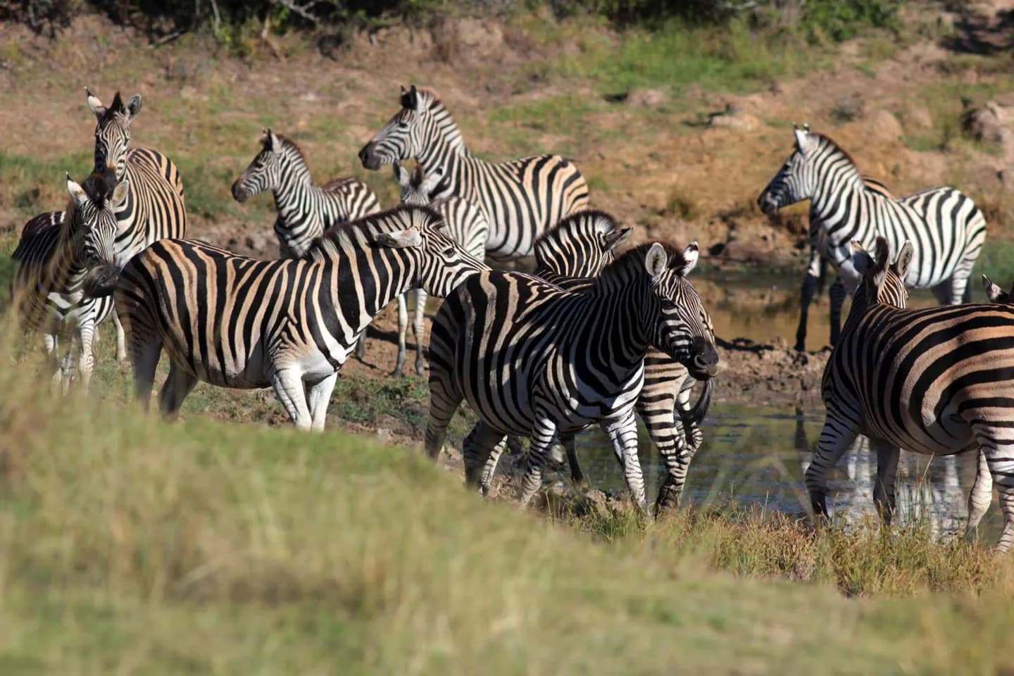 Parc national d'Addo Elephant · 2