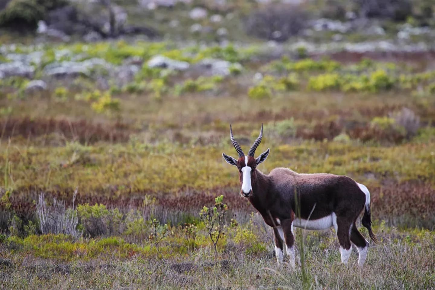 Nationalpark Bontebok
