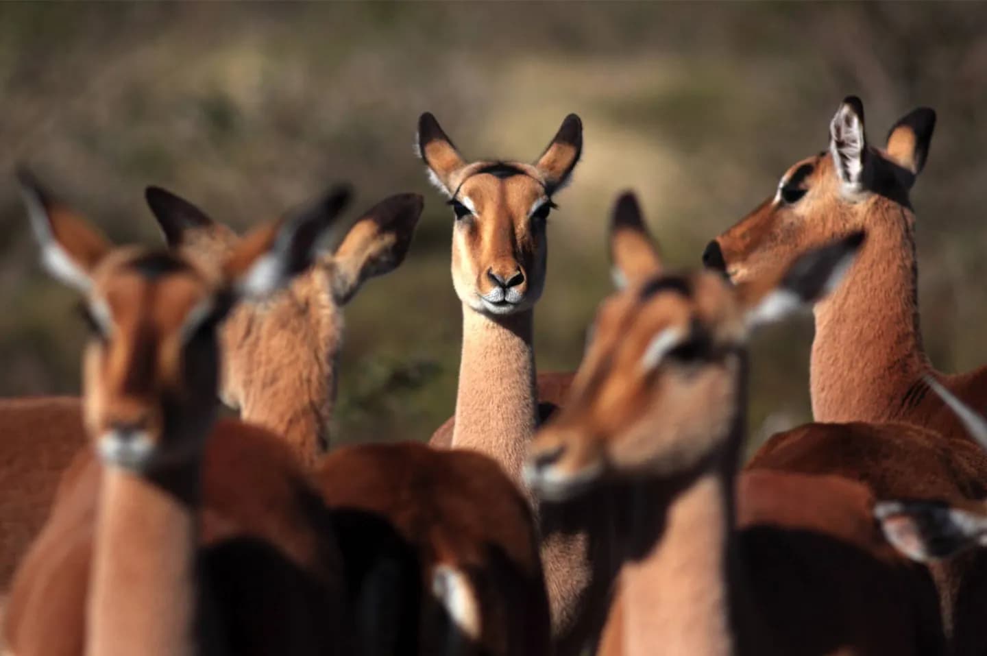 Nationalpark Bontebok · 2