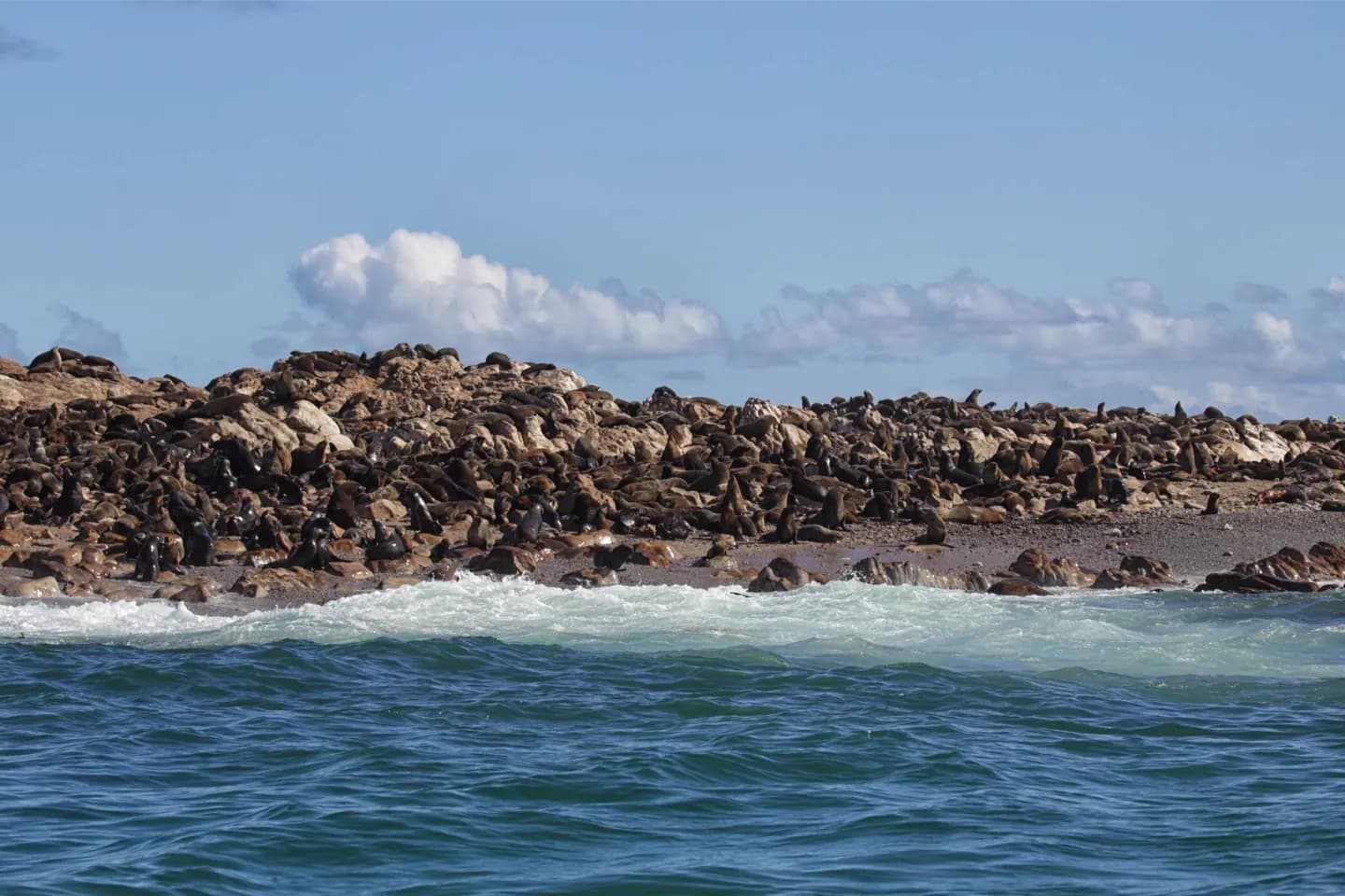 Gansbaai · 2