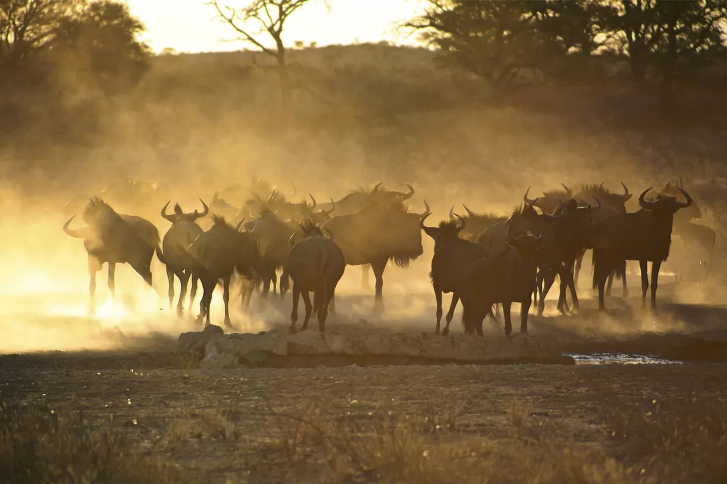 Kgalagadi トランスフロンティアパーク · 2