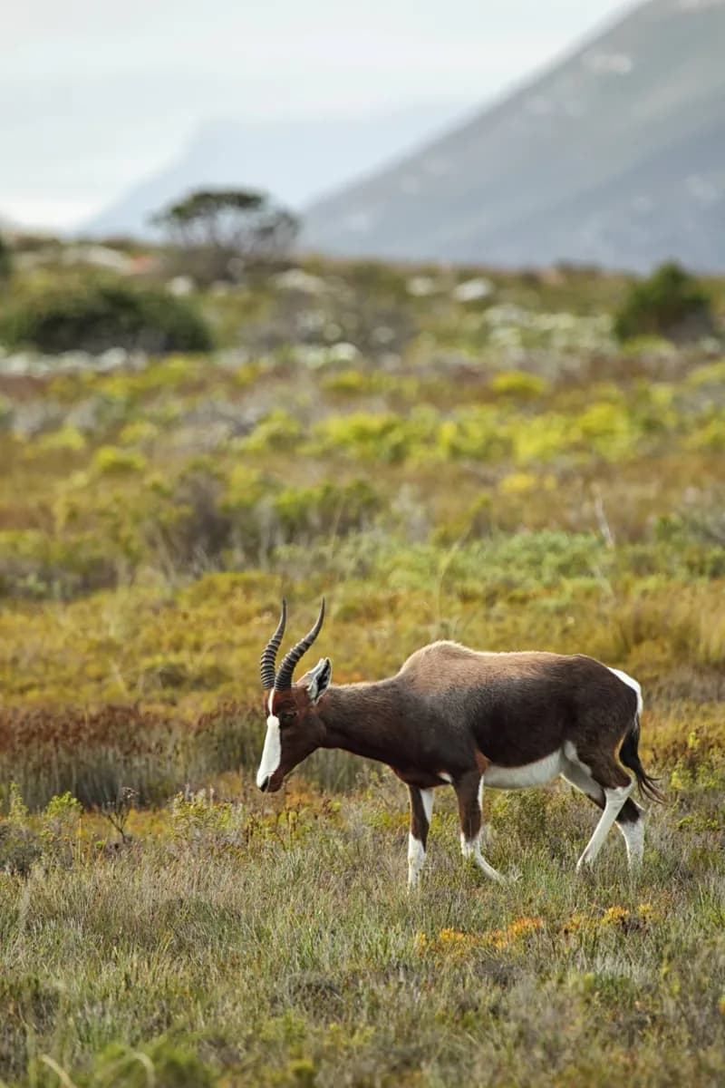 Table Mountain National Park · 2