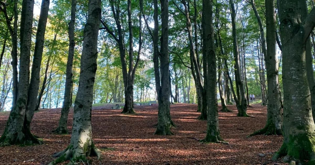 Torre y bosque de Våland