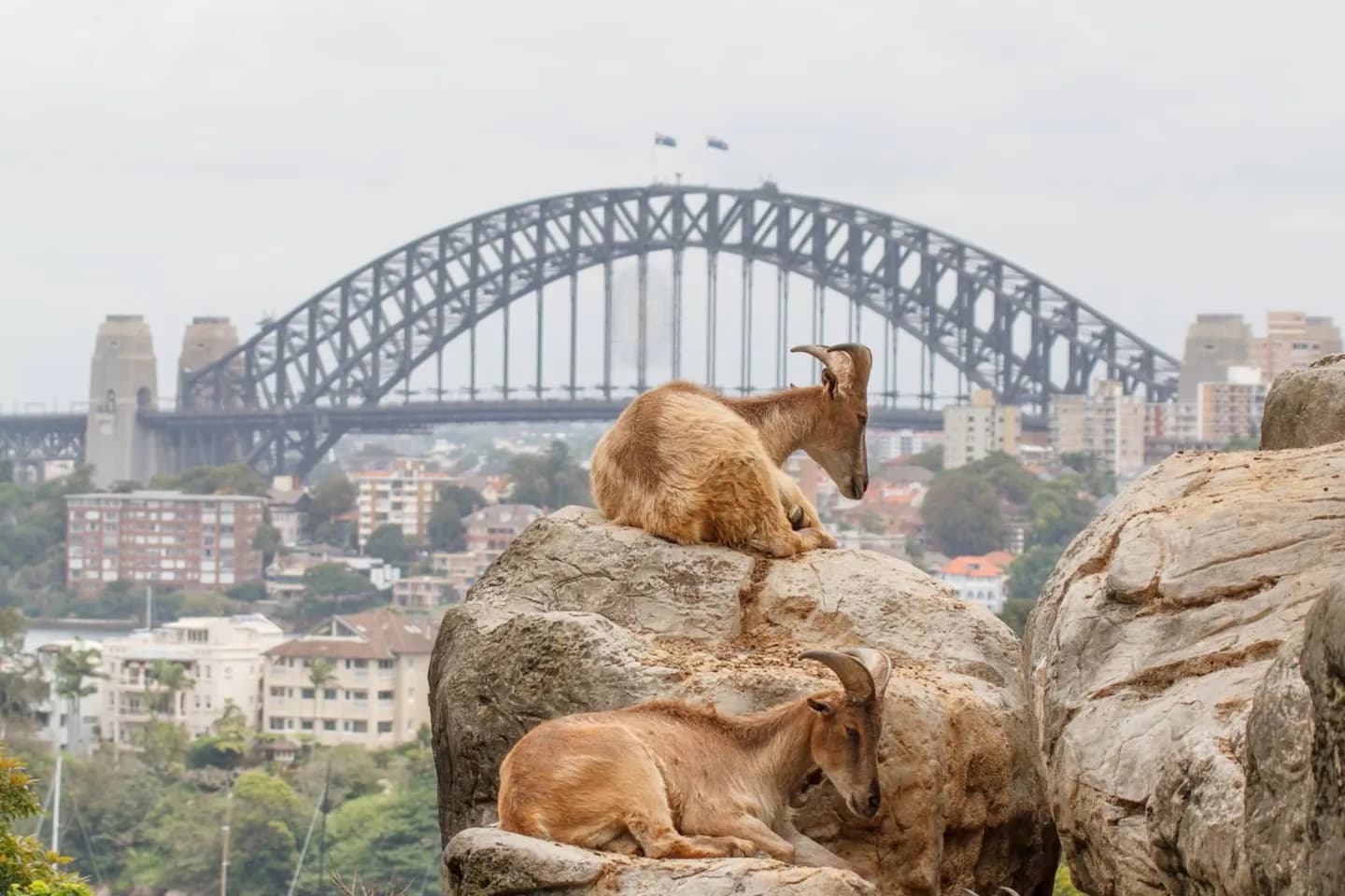 Taronga Zoo Sydney · 2