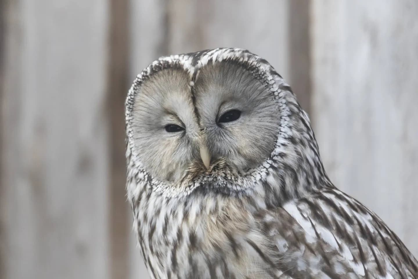 タリン動物園:動物エリアと敷地