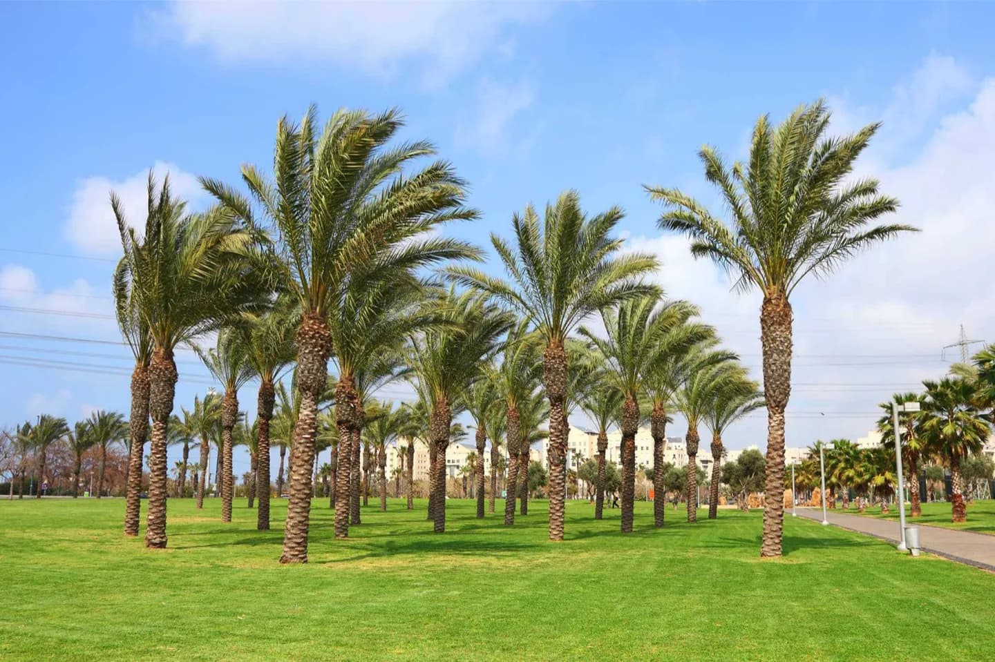 Meir Park