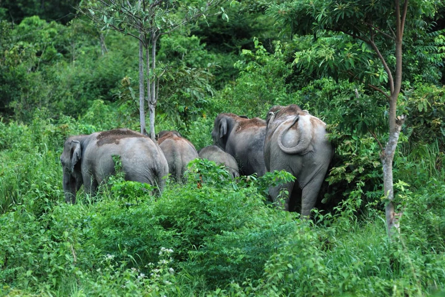 Parc national de Khao Yai