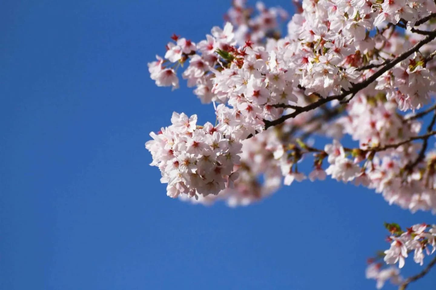 Hanami a Tokyo