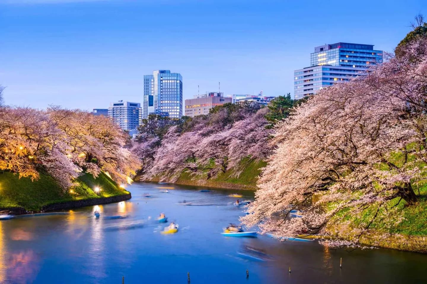 Hanami a Tokyo · 2