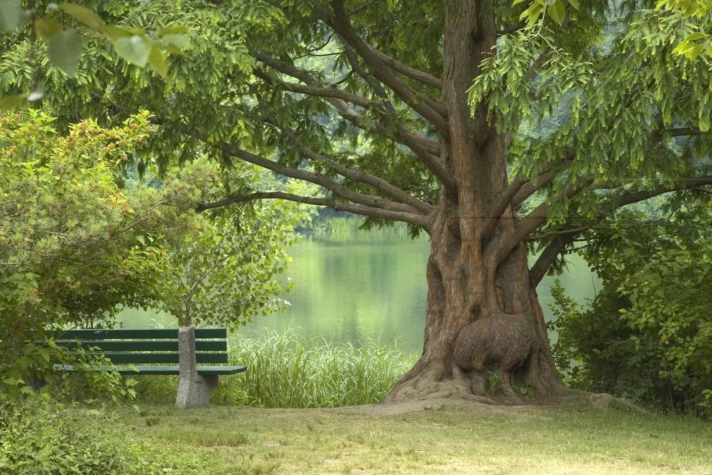 Parco alto · 2