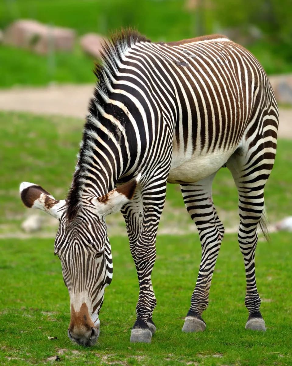 Zoo von Toronto