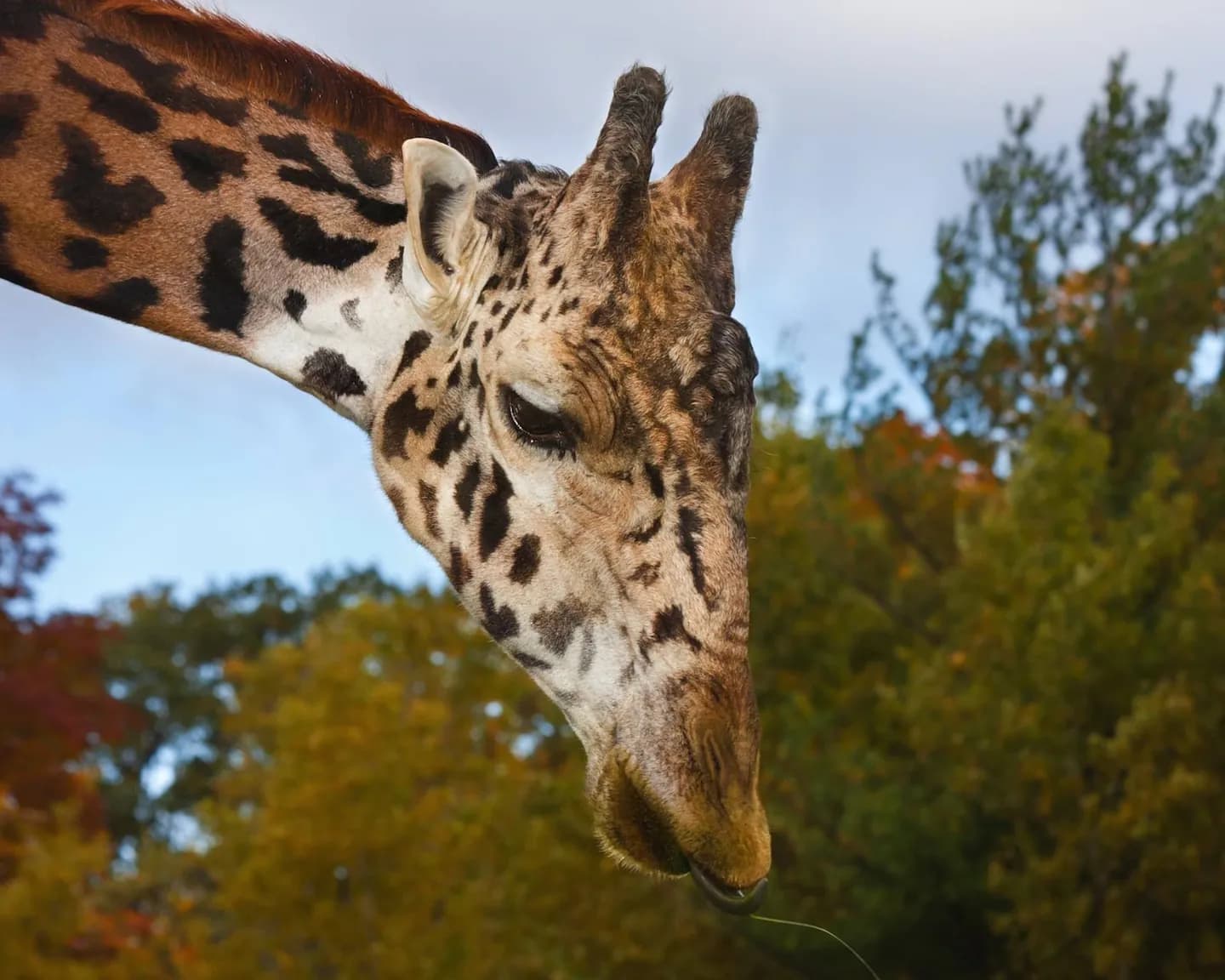 Zoo von Toronto · 2
