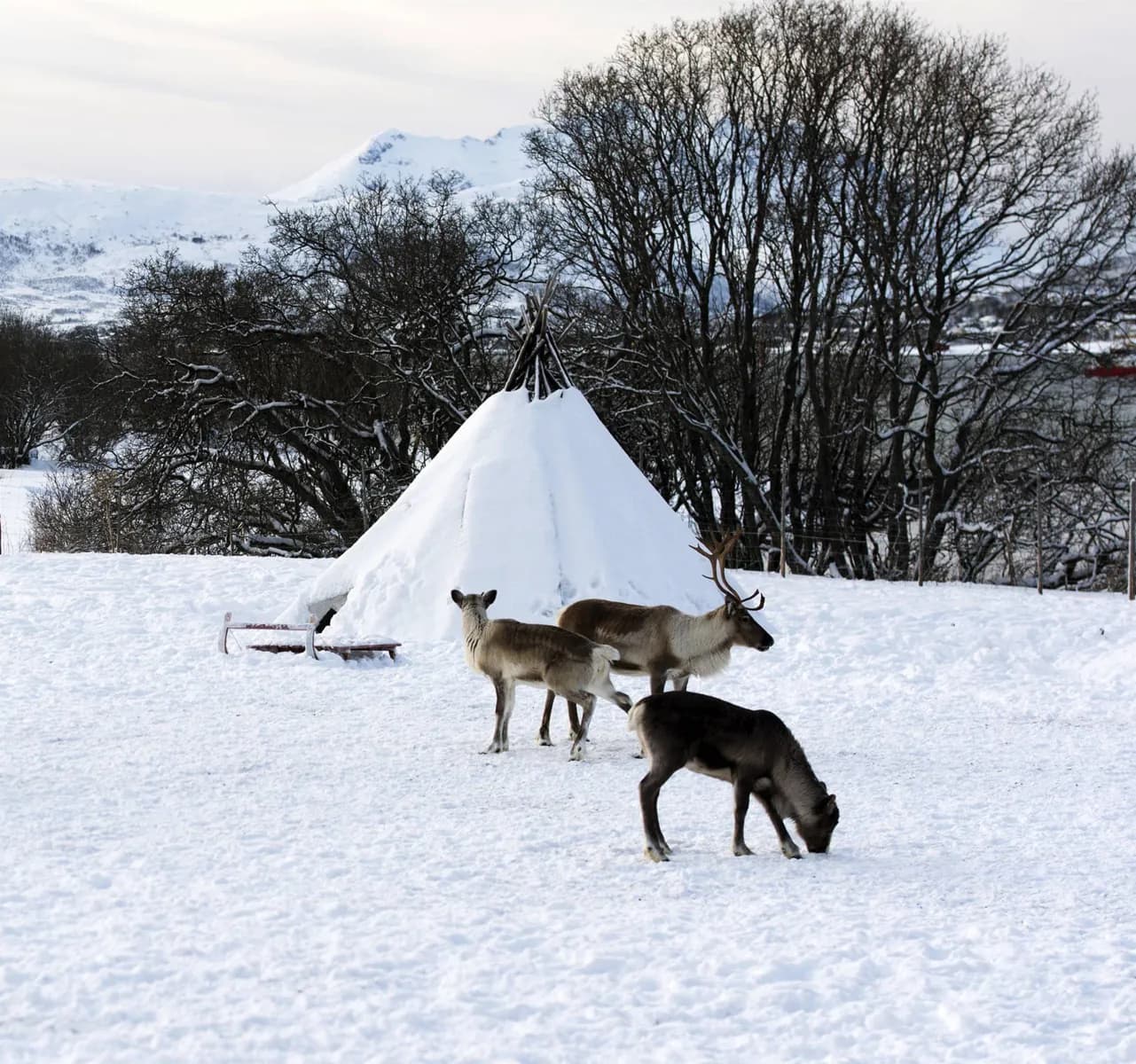 Cultura en Tromsø · 2