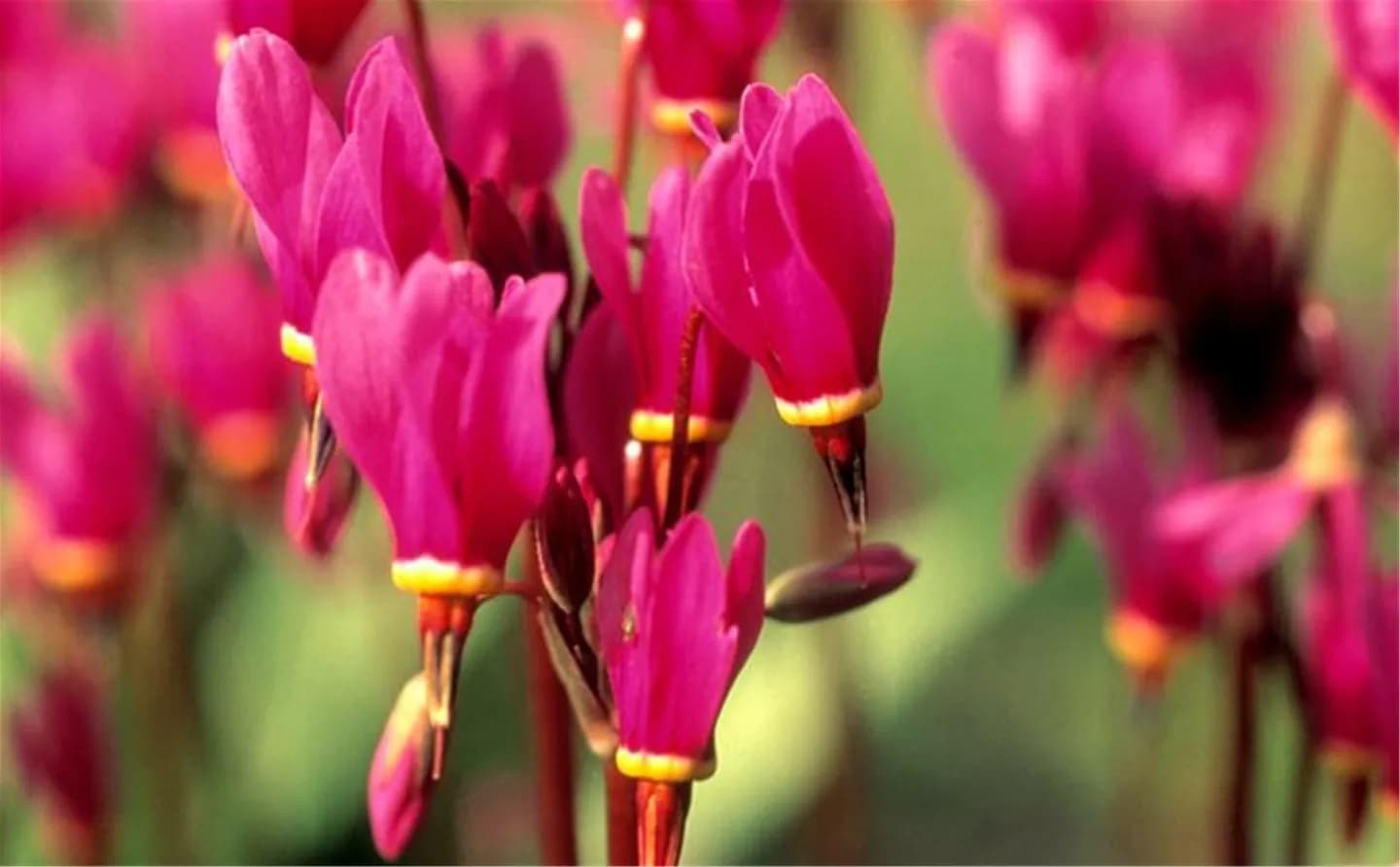 Arctic–Alpine Botanic Garden