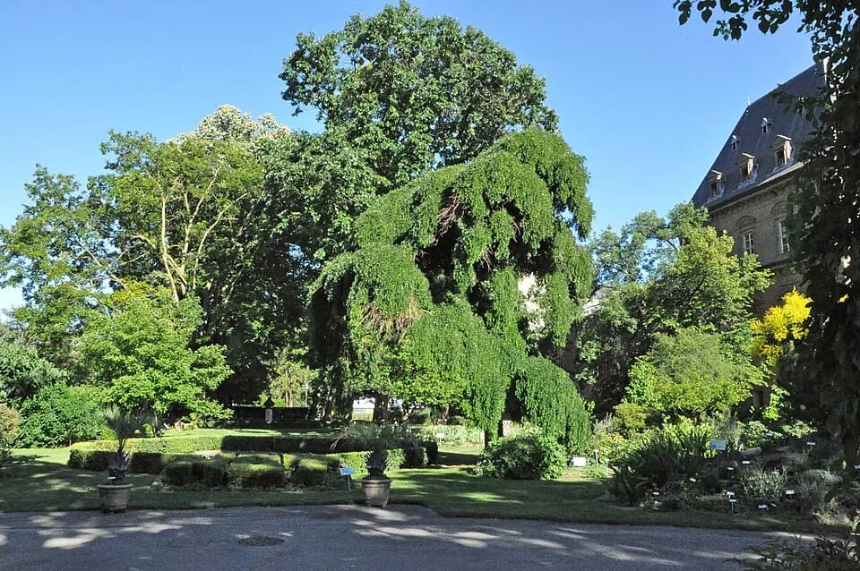 都灵大学植物园