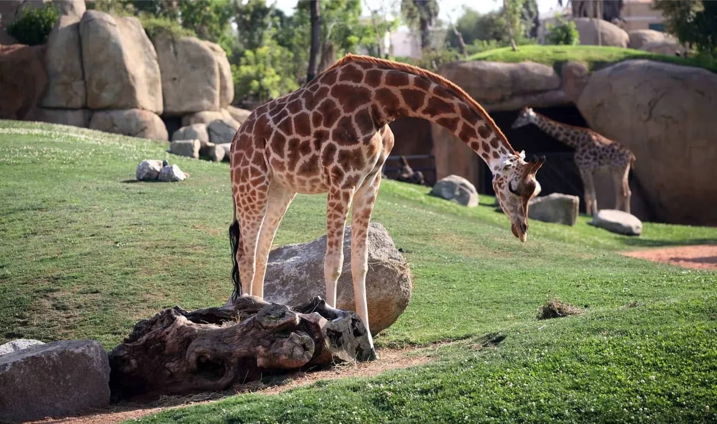 BIOPARC Valencia · 2