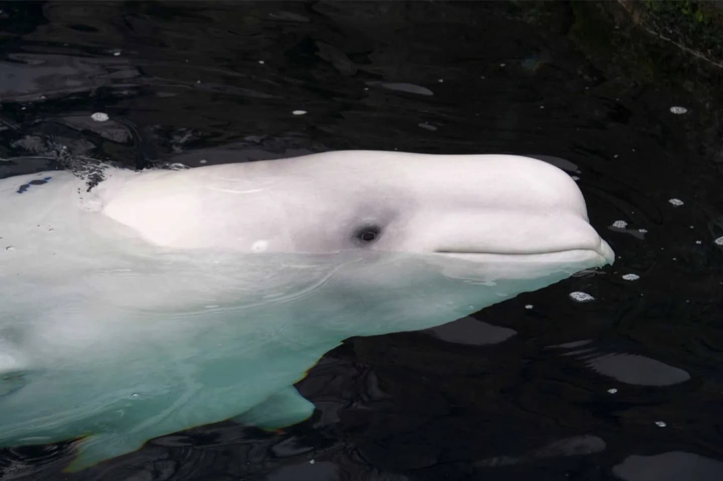 Acuario de Vancouver · 2