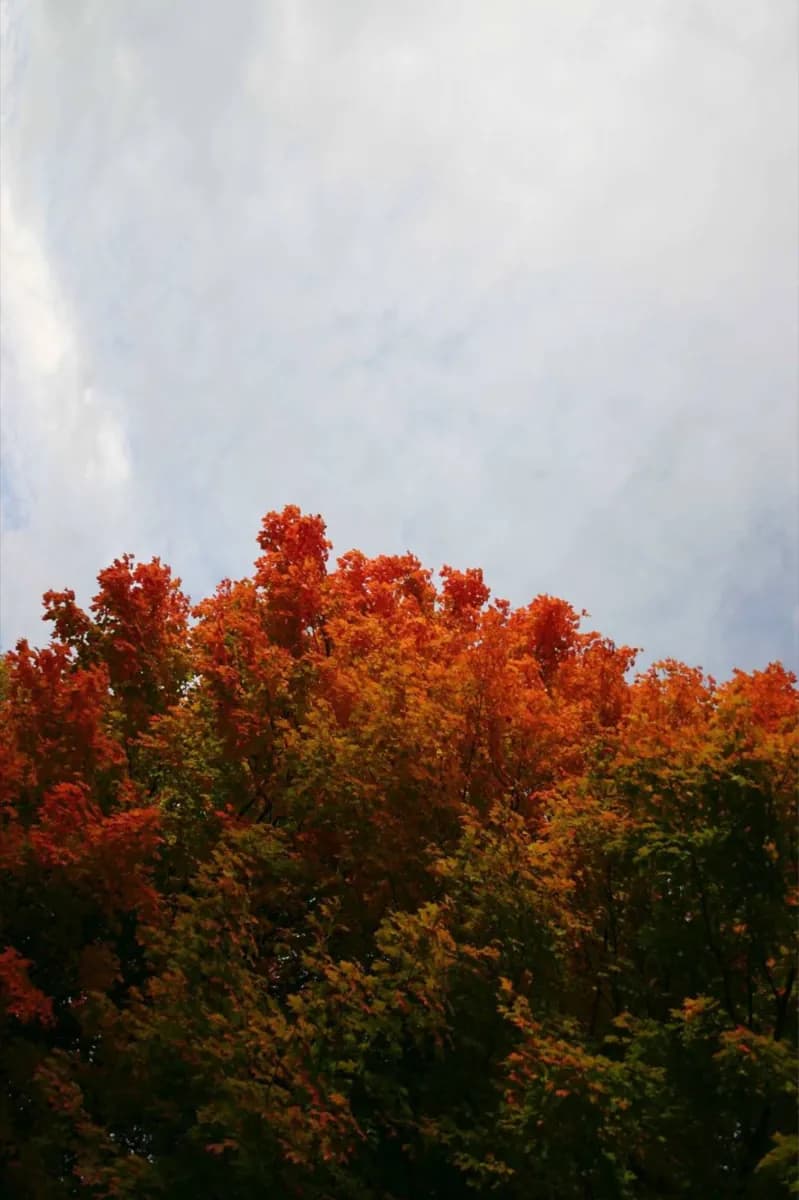 Dumbarton Oaks · 2
