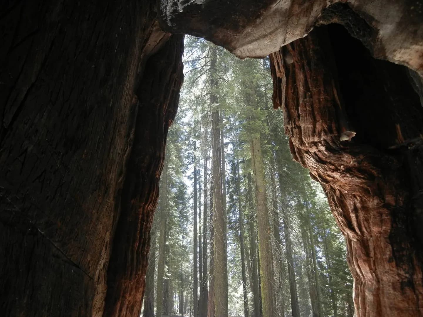 California Tunnel Tree