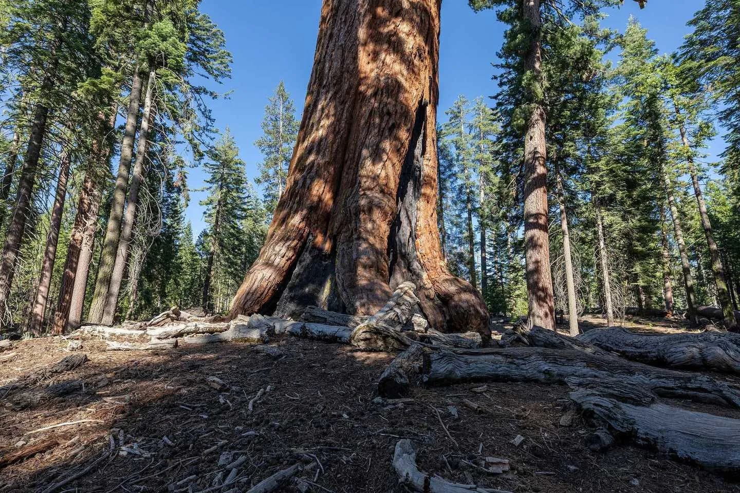 Grizzly Giant