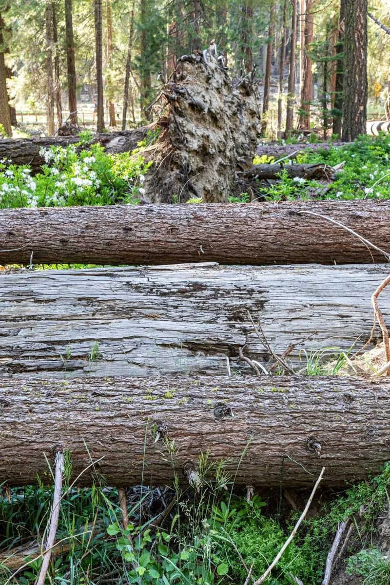 Mariposa Grove