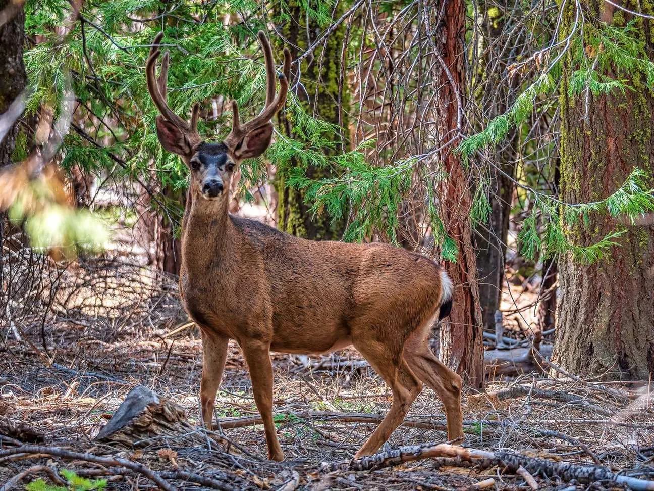 Wawona Point
