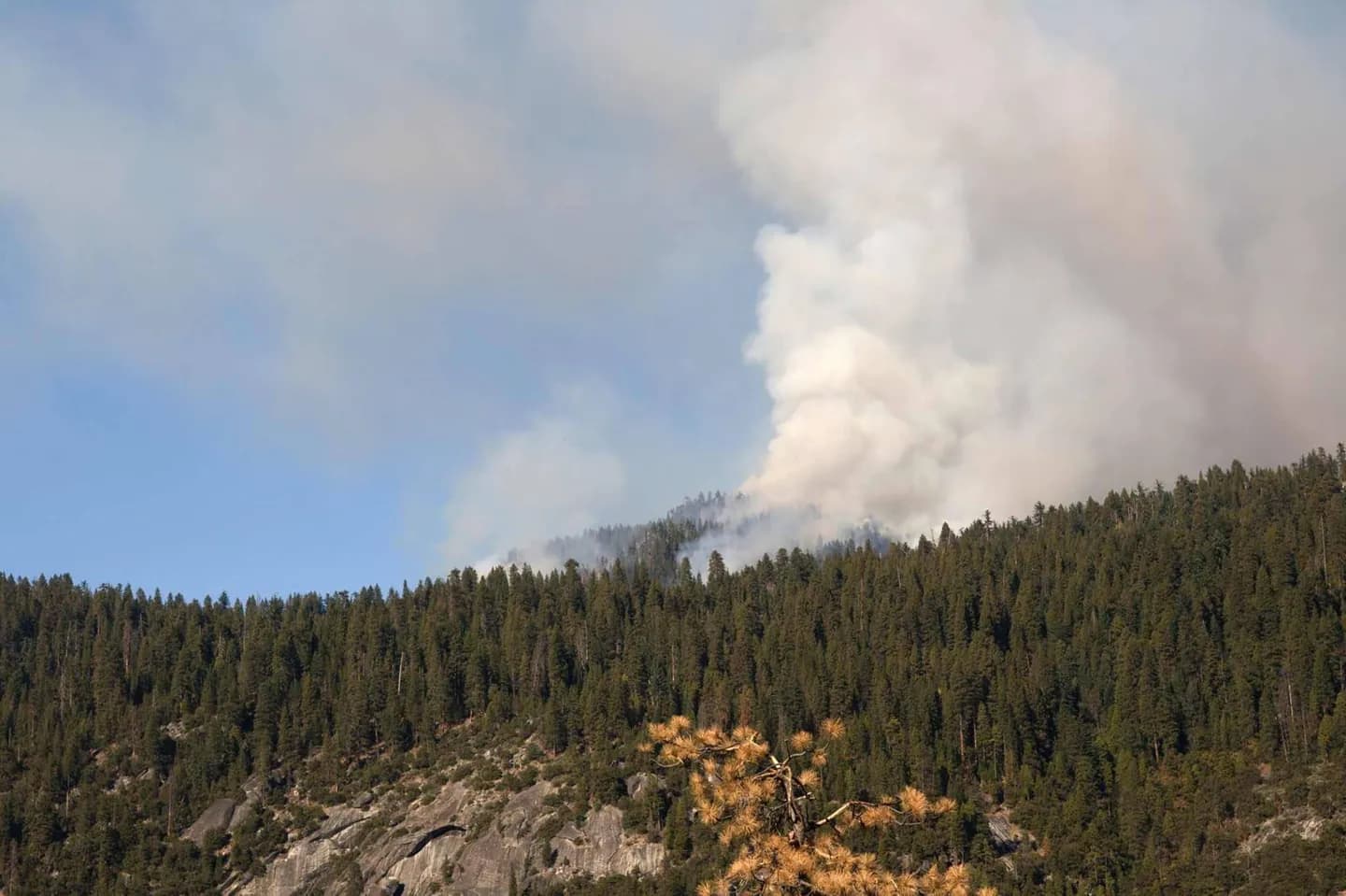 Fire, Smoke, and Changing Forests · 2