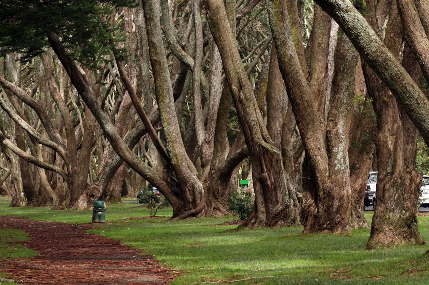 Maungakiekie / One Tree Hill