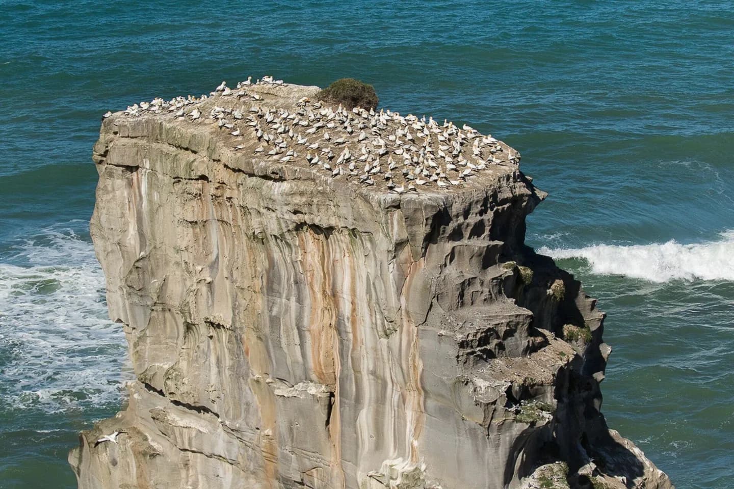 Muriwai Gannet Colony