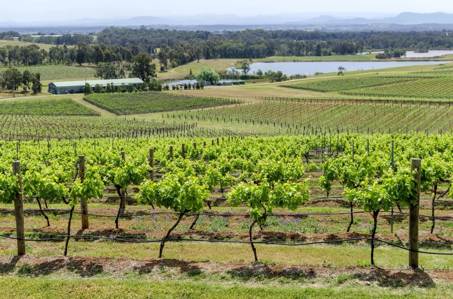 Frutas nativas e produtos australianos