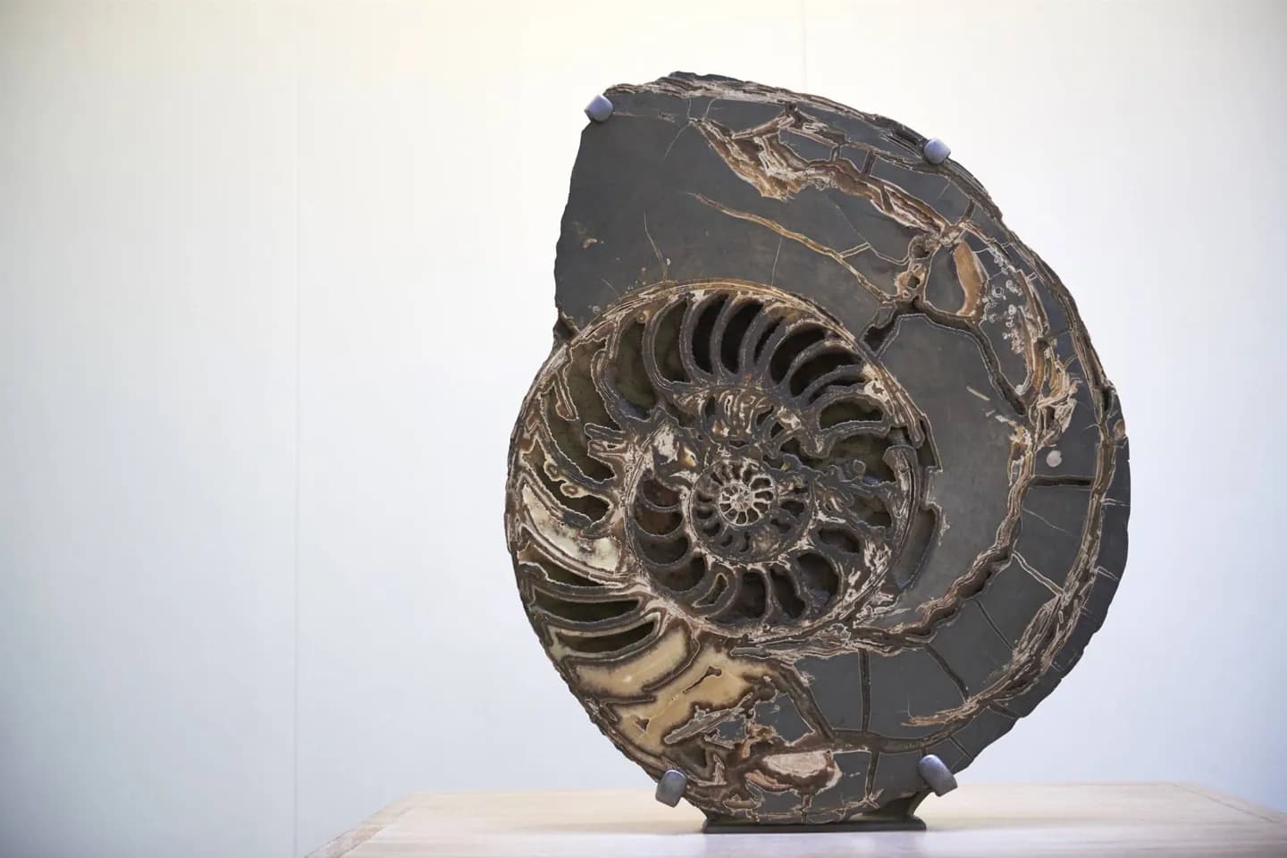 Museo de Historia Natural de Basilea