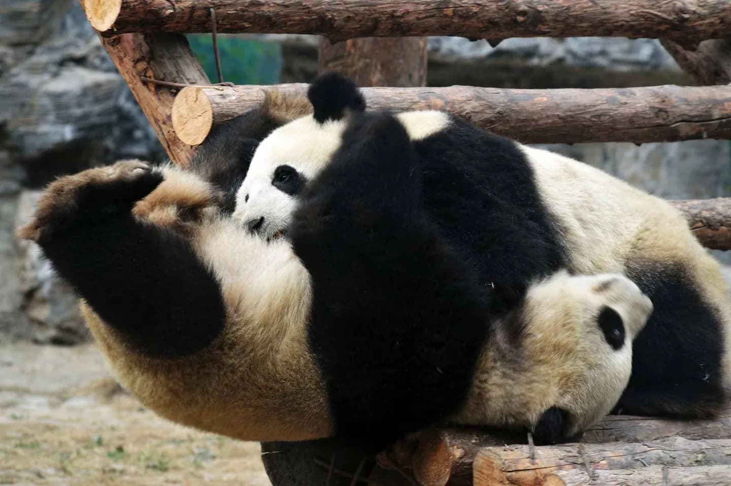 Beijing Zoo