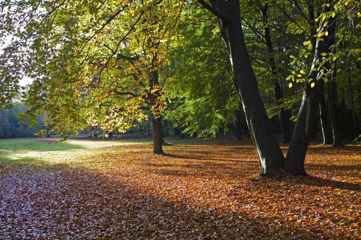 Großer Tiergarten