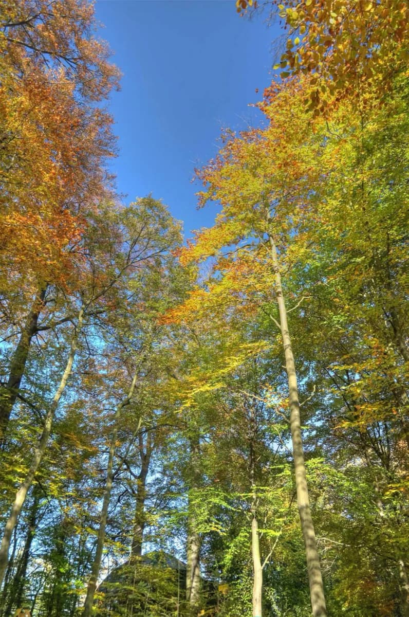 Sonian-Wald
