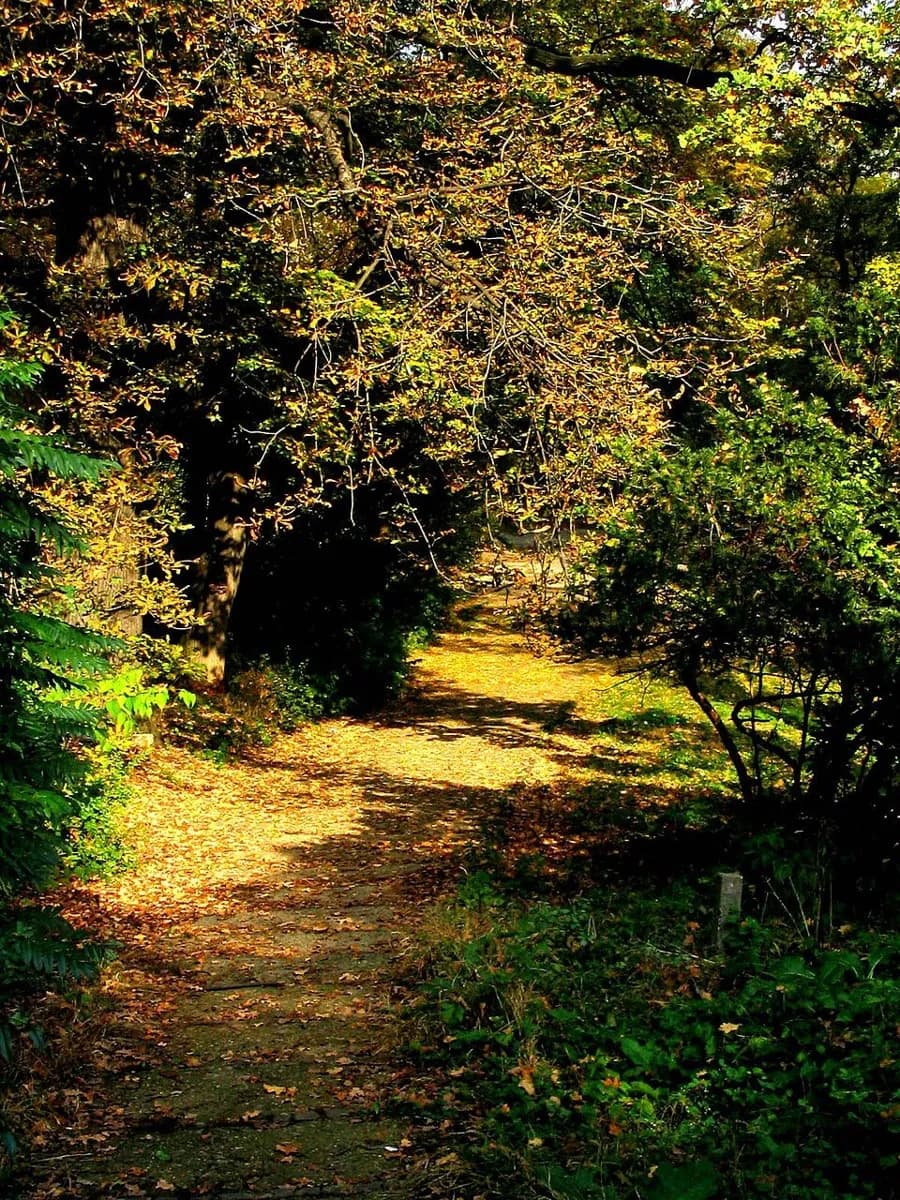 Dimitrie Brândză Botanical Garden