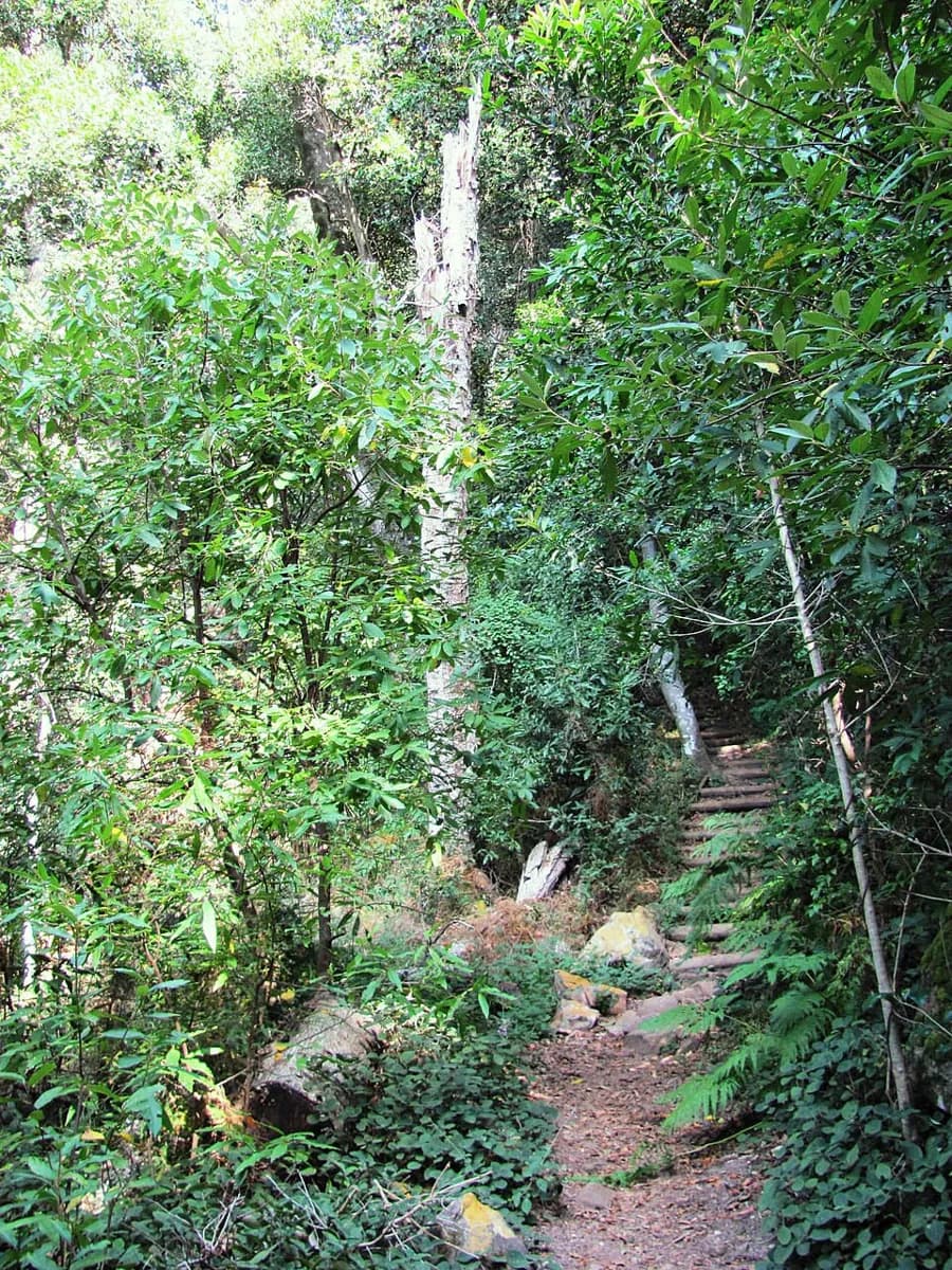 Bosque de Cecilia