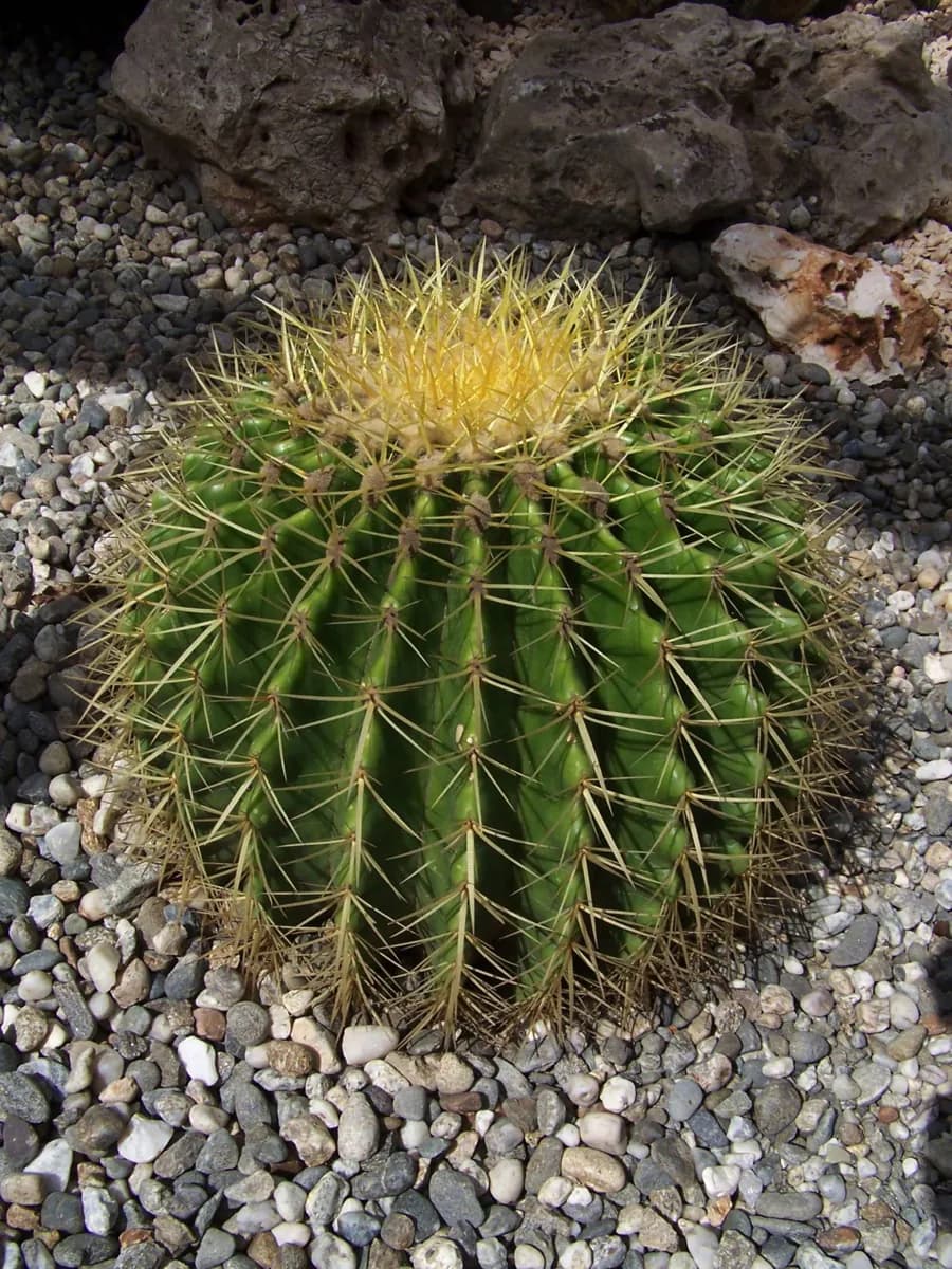 カターニア植物園
